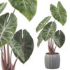 Alocasia pink dragon in silver pot
