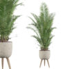 Areca Palm in rustic pot