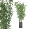 Bamboo in concrete pot