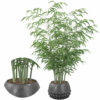 Bamboo in black pot