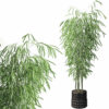 Bamboo in black oval pot