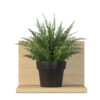 Fern indoor plant