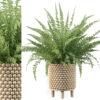 Fern in wooden pot