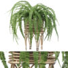 Fern in rattan stand