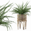 Fern in rattan stand