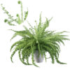 Fern in white pot