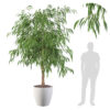 Ficus Ali outdoor in white pot