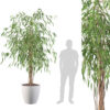 Ficus Ali