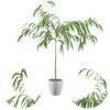 Ficus Ali