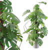 Monstera 150cm