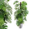 Monstera 150cm