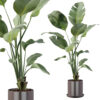 Strelitzia plant in black pot