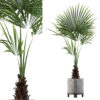 Washingtonia filifera palm in terrazio pot