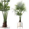 Washingtonia filifera in white pot