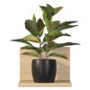 Croton 02