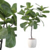 Ficus lyrata in terrazio pot