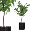 Ficus Lyrata in big pot