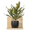 Croton duck foot 01