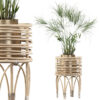 Cyperus Nofretete 02