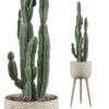 Euphorbia candelabrum 02