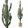 Euphorbia candelabrum 03