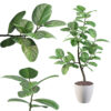 Ficus benghalensis 01