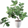 Ficus benghalensis 02