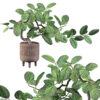 Ficus benghalensis 05