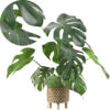 Monstera in wooden pot