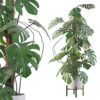 Monstera deliciosa 07