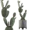Opuntia microdasys 01