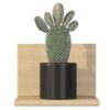 Opuntia microdasys 02