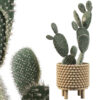 Opuntia microdasys 03