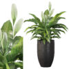 Peace lily 02
