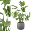 Philodendron xanadu 02