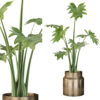 Philodendron xanadu in gold pot