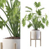 Philodendron xanadu in white pot