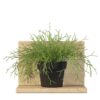 Rhipsalis baccifera