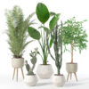 Plants collection 119