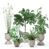 Plants collection 127