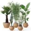 Plants collection 129