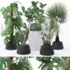 Plants collection 131