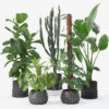 Plants collection 133