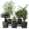 Plants collection 135