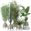 Plants collection 137