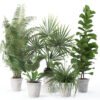 Plants collection 139