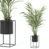 Areca palm in modern flower pot