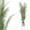Areca palm in modern flower pot