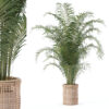 Areca palm in rattan flower pot