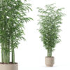 Bamboo in modern flower pot